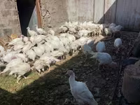 بيغ 6 — الصورة 3