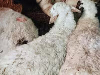 كبش, Kazakh fat-tailed coarsewool sheep — الصورة 2