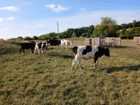 Cow, Russian Black pied cattle — photo 2