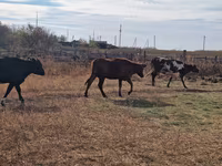 Kuh, Swiss cattle — Foto 2