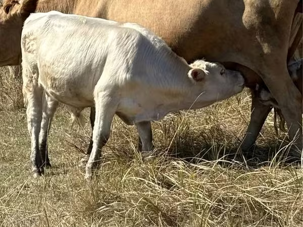 Toro, Vaca roja sin cuernos