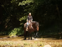 Hengst, Racking Horse — Foto 4