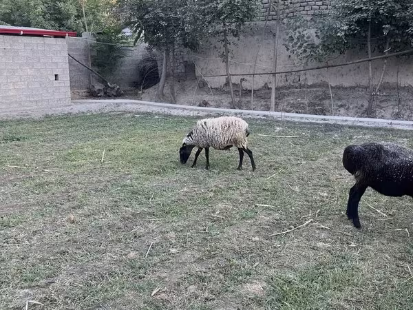 Schafe (Partie, Geschlecht nicht angegeben), Romanov sheep