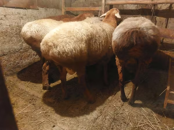 Ram, Arashan sheep