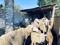 كبش, Merinoland sheep — الصورة 1