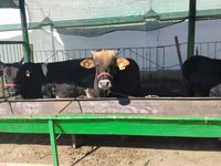 Rinder (Partie, Geschlecht nicht angegeben), Rinder — Foto 2