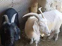 Goat, Goats — photo 1