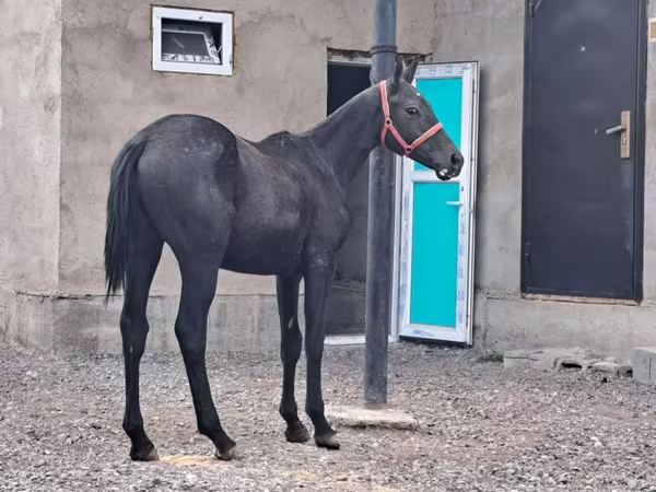 حصان, Thoroughbred horse