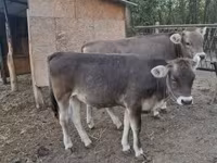 सांड, बाज़ादेज — फ़ोटो 2
