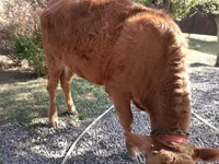 母牛, Swiss cattle — 照片 4