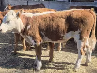 Bovinos (lote, sexo no especificado), Swiss cattle — foto 2