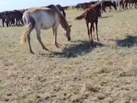 घोड़ी, घोड़े — फ़ोटो 3