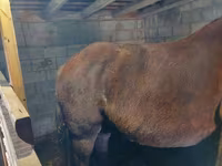 Horse (M), Vladimir heavy draft — photo 6