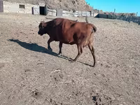 بقرة, Latvian Blue cattle — الصورة 2