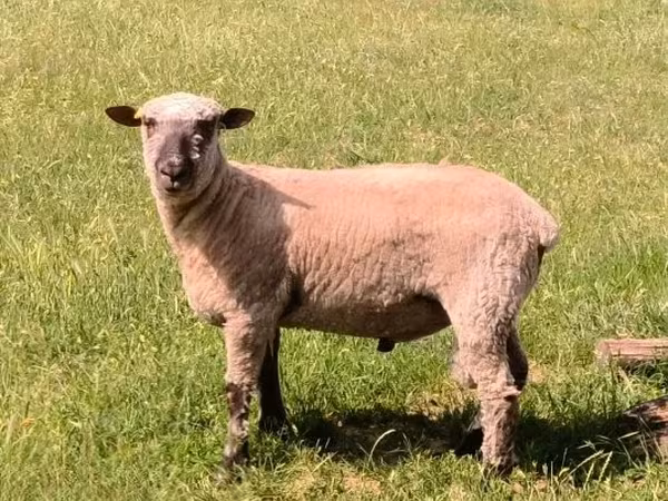 Carnero, Shroshire sheep