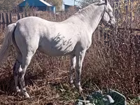 Stute, Orlov Trotter — Foto 1