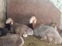 Oveja, Afghan Arabi sheep — foto 4