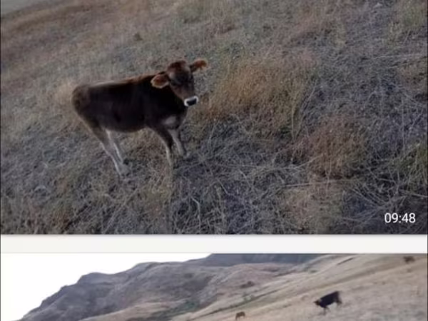 母牛, Latvian Blue cattle