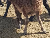 نعجة, Edilbay sheep — الصورة 3