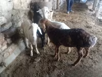 Widder, Rhon sheep — Foto 4