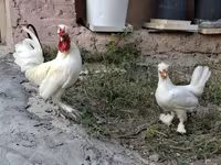 Chickens — photo 2