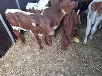 सांड, Simmental cattle — फ़ोटो 1