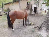 Horse (M), Karachay horse — photo 4