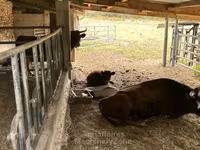 Cow, Dexter — photo 3