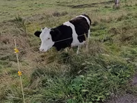 Kuh, Russian Black pied cattle — Foto 3