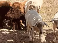تيس, Alpine goat — الصورة 4
