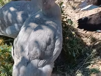 Ducks — photo 8