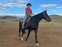 Yegua, National Show Horse — foto 2