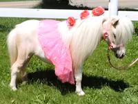 فرس, Palomino — الصورة 1