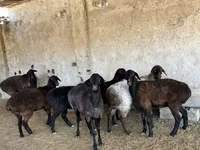 كبش, الأغنام — الصورة 2