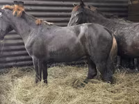 Horse (M), Horses — photo 1