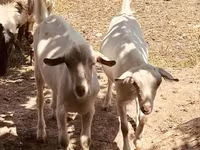 تيس, Alpine goat — الصورة 2