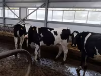 母牛, Holstein breed — 照片 1