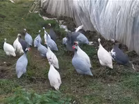 Chickens — photo 2