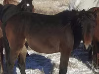 Pferde (Partie, Geschlecht nicht angegeben), Horse breed — Foto 3