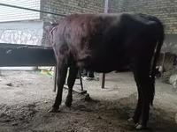 Vaca, Raza Kalmyk — foto 5