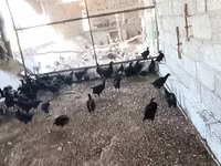 Chickens — Foto 2