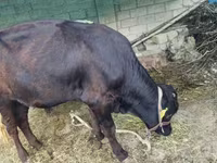 Toro, Ganado vacuno — foto 2