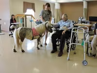 فرس, Miniature horse — الصورة 2