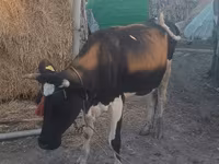 Vaca, Yak salvaje — foto 2