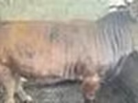Toro, Ganado vacuno — foto 6
