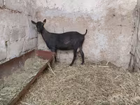عنزة, Murcia-Granada goats — الصورة 7