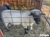 Carnero, Shroshire sheep — foto 1