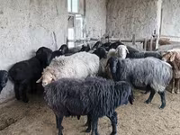 भेड़ें (लॉट, लिंग निर्दिष्ट नहीं), Hissar sheep — फ़ोटो 4