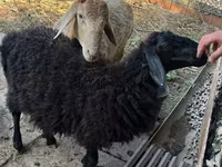 Ram, Hissar sheep — photo 6