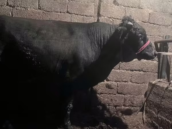 Bulle, Aberdeen-Angus